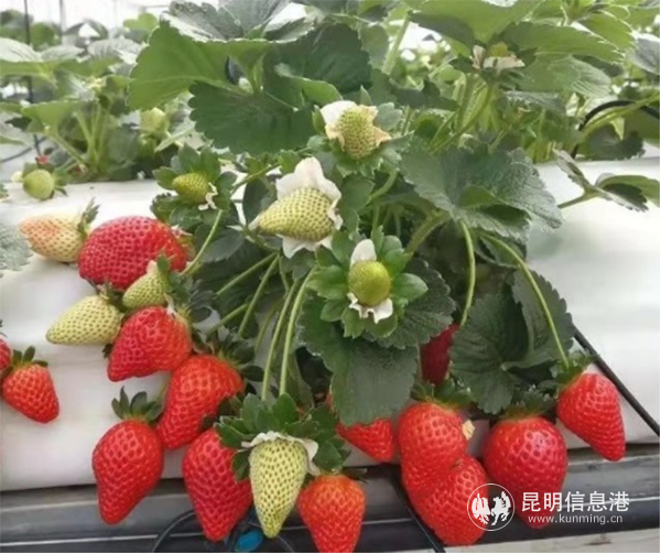 1_%E4%BE%9D%E6%89%98%E8%B5%84%E6%BA%90%E4%BC%98%E5%8A%BF%20%E5%8A%A9%E5%8A%9B%E4%BA%91%E6%9E%9C%E4%BA%A7%E4%B8%9A%E5%8F%91%E5%B1%951521 1_%E4%BE%9D%E6%89%98%E8%B5%84%E6%BA%90%E4%BC%98%E5%8A%BF%20%E5%8A%A9%E5%8A%9B%E4%BA%91%E6%9E%9C%E4%BA%A7%E4%B8%9A%E5%8F%91%E5%B1%951521