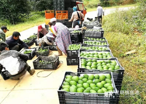 1_%E4%BE%9D%E6%89%98%E8%B5%84%E6%BA%90%E4%BC%98%E5%8A%BF%20%E5%8A%A9%E5%8A%9B%E4%BA%91%E6%9E%9C%E4%BA%A7%E4%B8%9A%E5%8F%91%E5%B1%952304 1_%E4%BE%9D%E6%89%98%E8%B5%84%E6%BA%90%E4%BC%98%E5%8A%BF%20%E5%8A%A9%E5%8A%9B%E4%BA%91%E6%9E%9C%E4%BA%A7%E4%B8%9A%E5%8F%91%E5%B1%952304