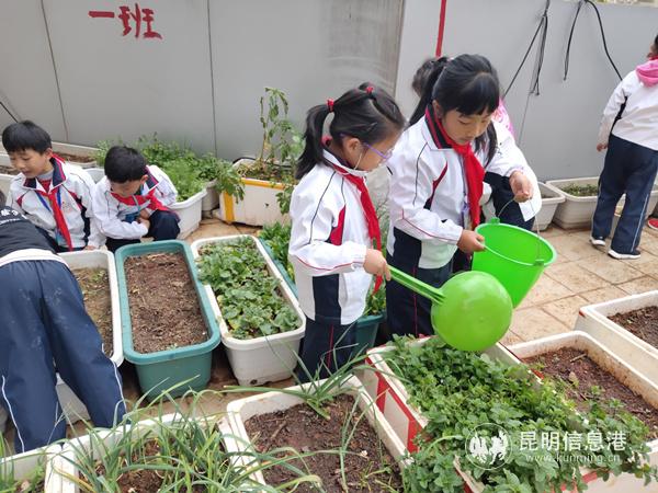 图六 同学们正在给自己亲手种植的蔬菜浇水_副本 图六 同学们正在给自己亲手种植的蔬菜浇水_副本
