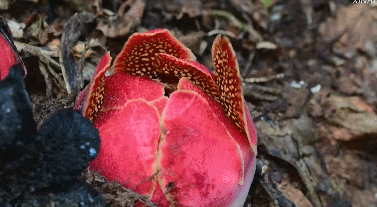 “寄生花”重现云南