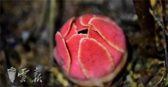 “寄生花”重现云南