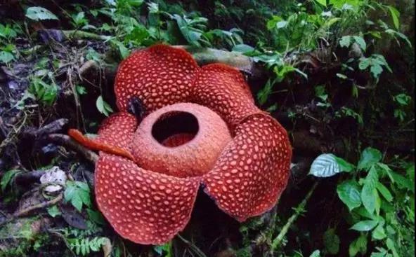 “寄生花”重现云南