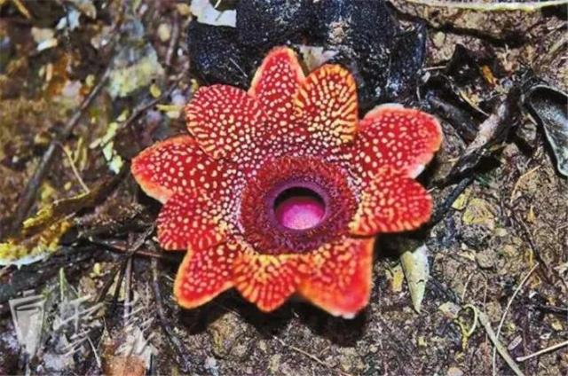 “寄生花”重现云南