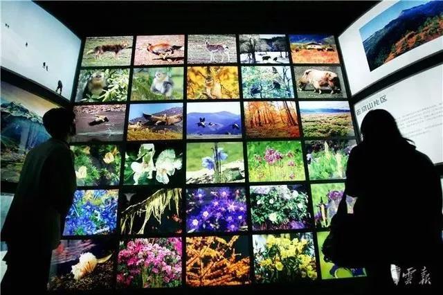 “寄生花”重现云南