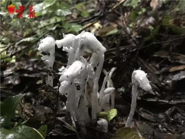 “寄生花”重现云南