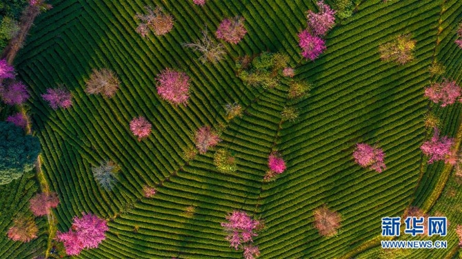 无量山樱花谷:茶园泛绿 樱花似霞 (美丽中国)(3)无量山樱花谷:茶园泛绿 樱花似霞