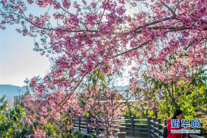 无量山樱花谷:茶园泛绿 樱花似霞 (美丽中国)(5)无量山樱花谷:茶园泛绿 樱花似霞