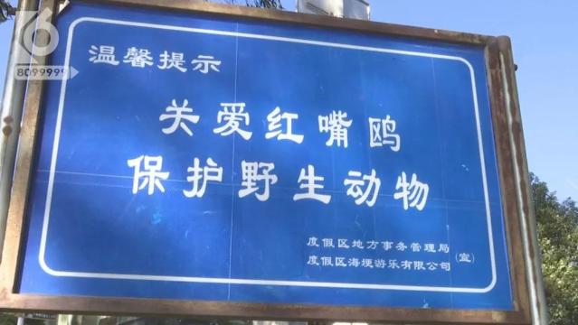 游客抓海鸥嬉戏拍照