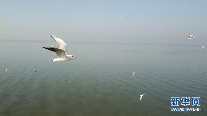 （新华全媒头条·图文互动）（1）大湖见证——长三角三大淡水湖绿色发展之路