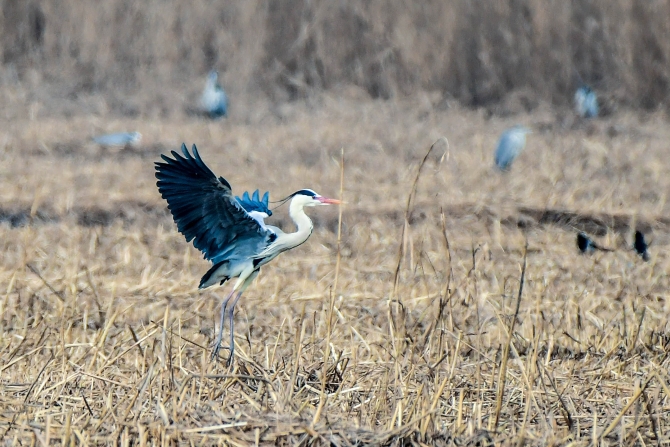 QYT_7327-wps图片.jpg QYT_7327-wps图片.jpg