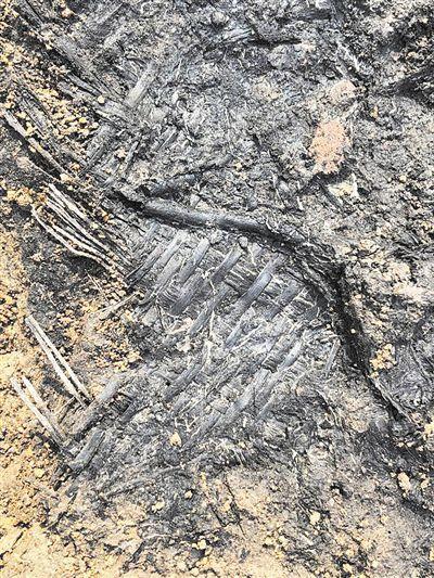 江苏人何时开始用席子?答案是6600年前