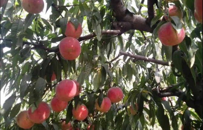 微信图片_20200109183217 微信图片_20200109183217