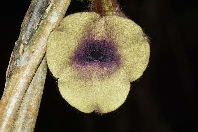 植物新种文山马兜铃