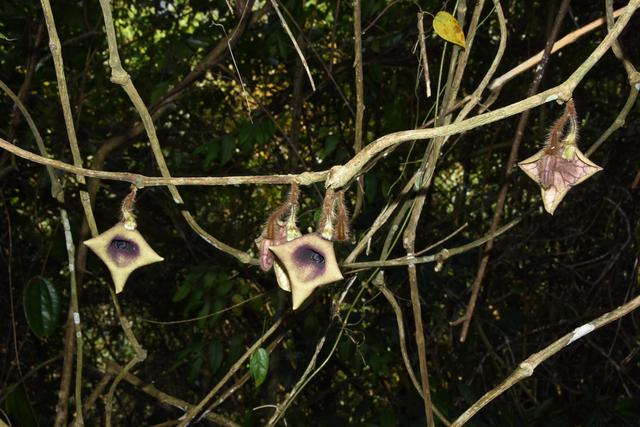 植物新种文山马兜铃