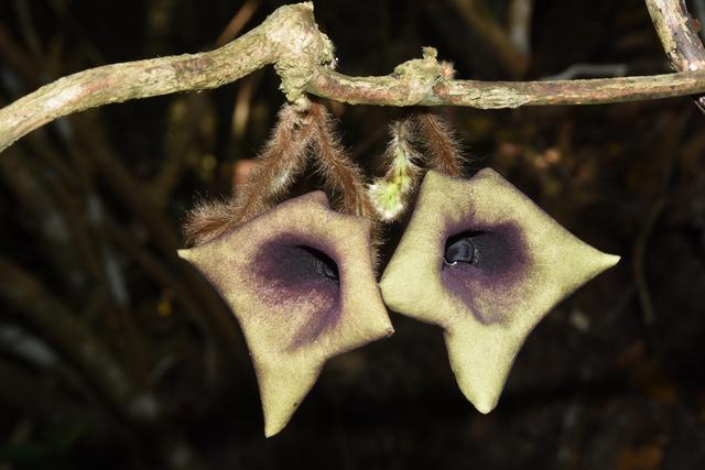 植物新种文山马兜铃