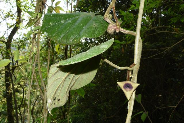 植物新种文山马兜铃