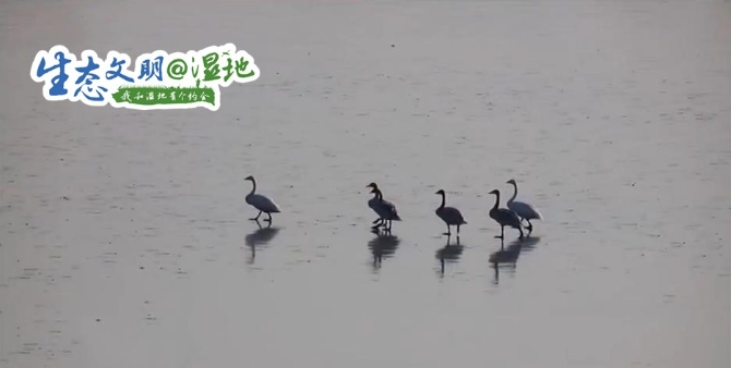 20200118114255803964 20200118114255803964