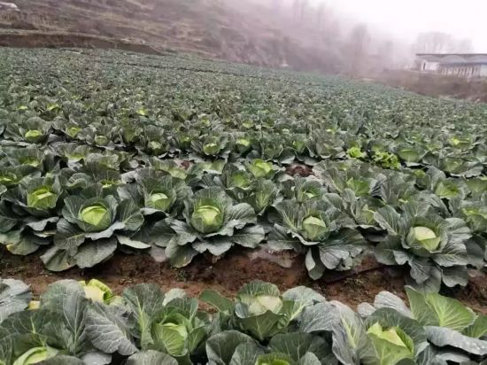 【同心】护城战“疫”！武汉统一战线硬核出击！