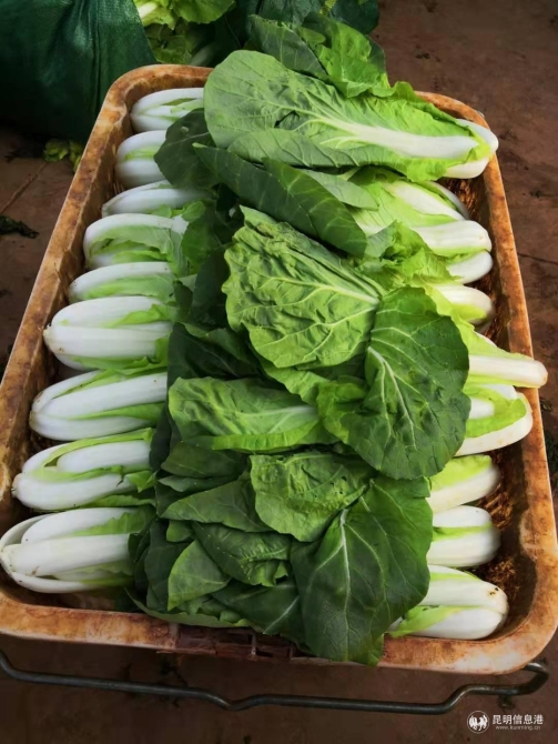 05菜农捐赠的新鲜蔬菜 05菜农捐赠的新鲜蔬菜