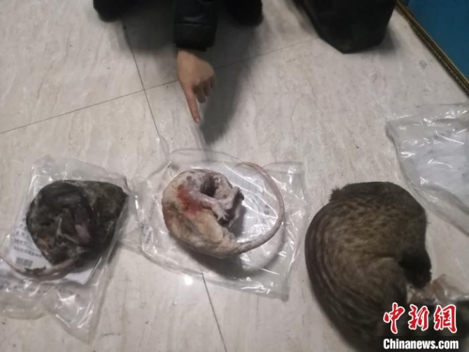 图为警方查获的非法猎获野生动物。　警方供图 摄