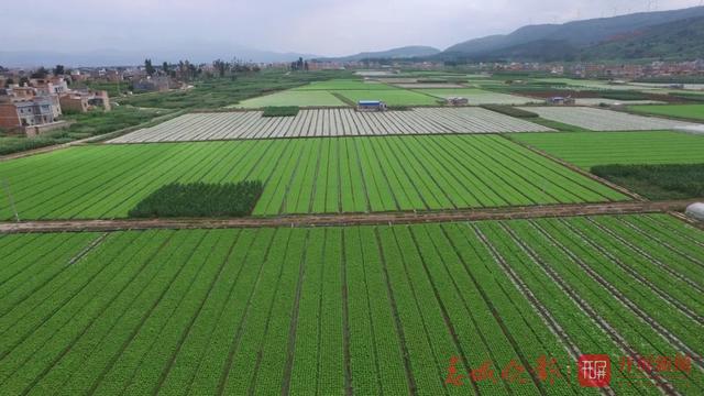  云南农产品农业