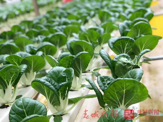  云南农产品农业