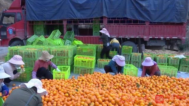  云南农产品农业