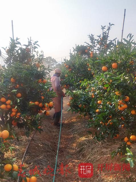  云南农产品农业