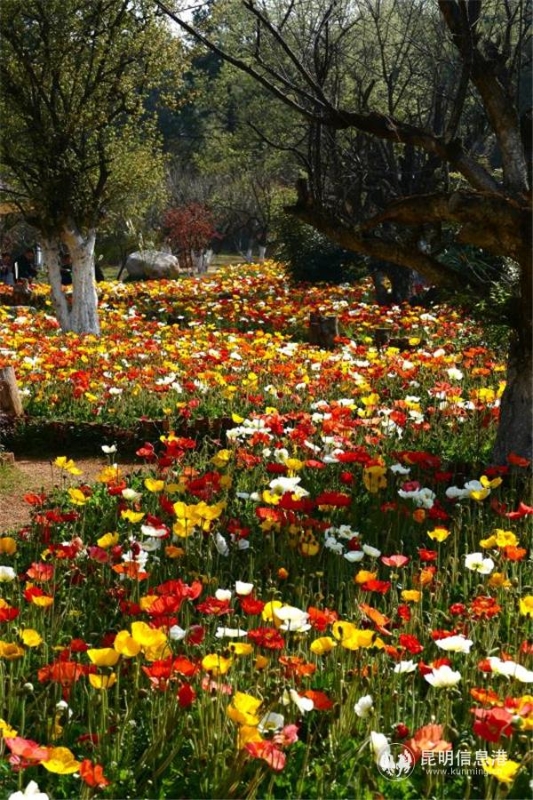 mmexport1582710306373 mmexport1582710306373