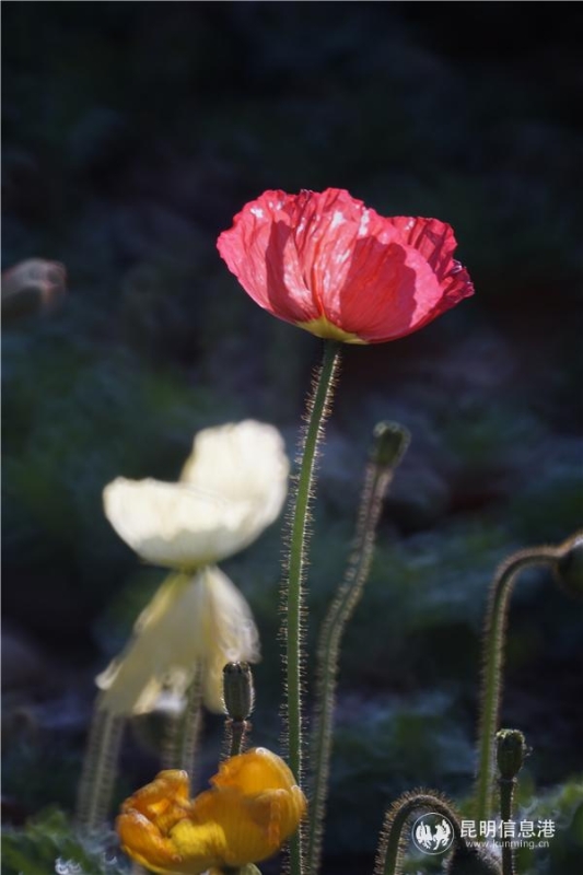 mmexport1582710571416 mmexport1582710571416