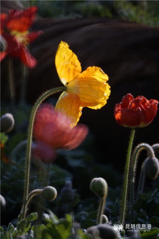 mmexport1582710643661 mmexport1582710643661