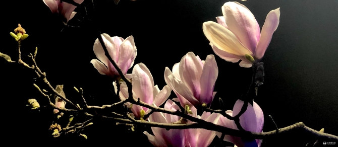 微信图片_20200227170418 微信图片_20200227170418