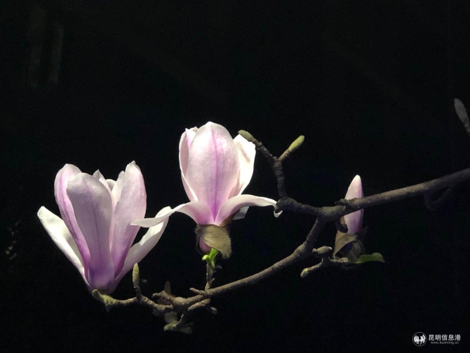 微信图片_20200227170508 微信图片_20200227170508