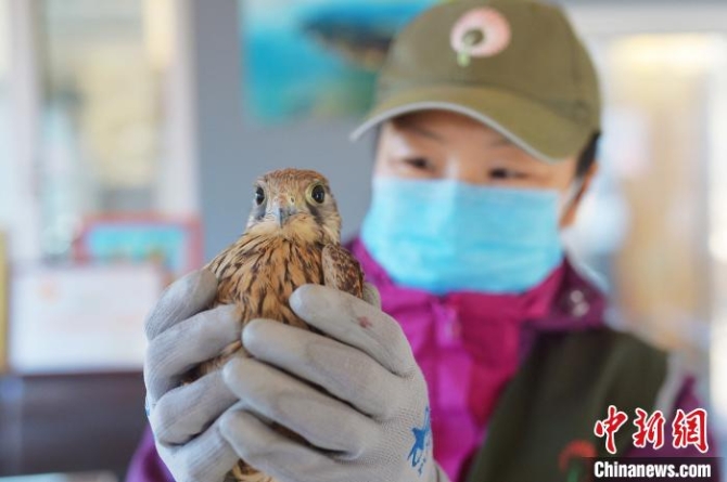 志愿者展示一只近期救助的国家二级重点保护动物红隼。　王海滨 摄