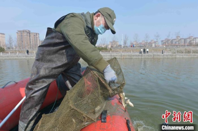 志愿者在候鸟栖息地清理地笼网，保障为以鱼为生的潜鸭类候鸟觅食安全。　王海滨 摄