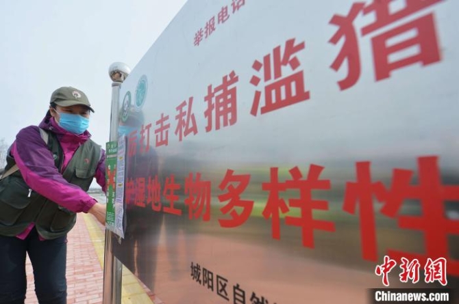 志愿者张贴“禁食野味”的海报。　王海滨 摄