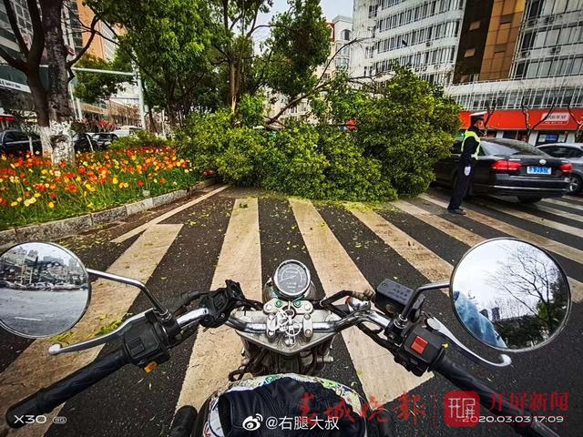 刚刚，昆明环城西路大树被狂风吹断！云南发布黄色预警，这些地方…