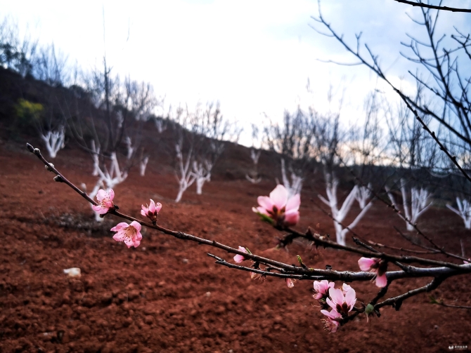 高粱地 桃花（秃鑫）