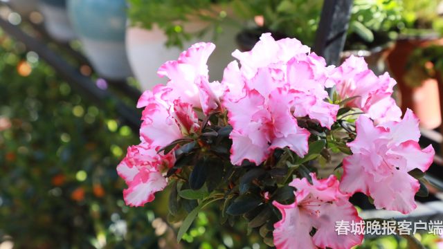 西华公园年宵花展