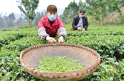 来自湖北田间地头的报道——惊蛰荆楚听春声