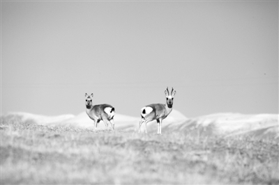 国家公园体制试点改革按下“快进键”