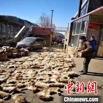 柳林县公安局森林派出所在柳林县穆村镇堡一所民房改建冷库内查获大量野兔、雉鸡、动物皮毛等。山西省森林公安局供图 柳林县公安局森林派出所在柳林县穆村镇堡一所民房改建冷库内查获大量野兔、雉鸡、动物皮毛等。山西省森林公安局供图