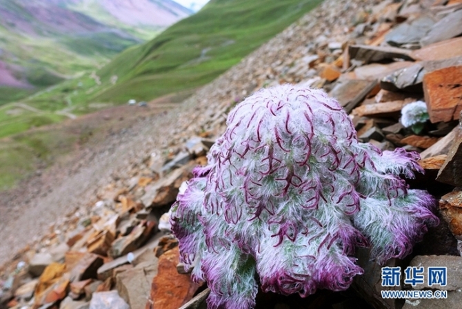 来云南迪庆看“神奇植物”(组图)