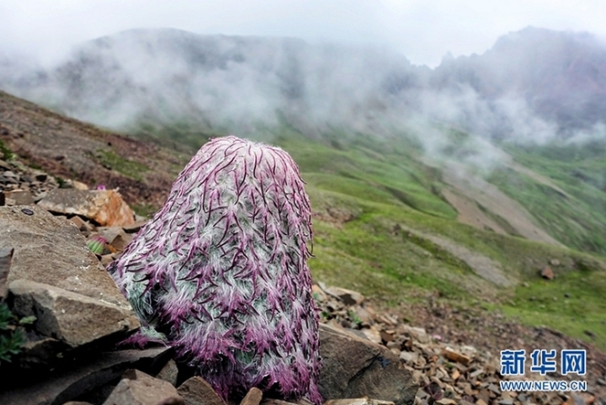 来云南迪庆看“神奇植物”(组图)