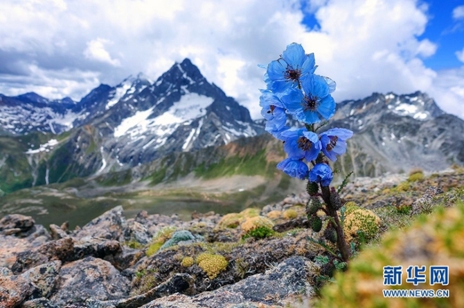 来云南迪庆看“神奇植物”(组图)