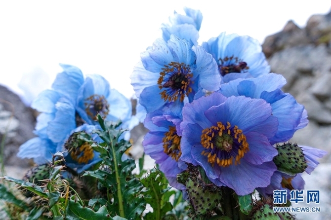 来云南迪庆看“神奇植物”(组图)