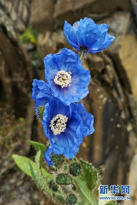 来云南迪庆看“神奇植物”(组图)