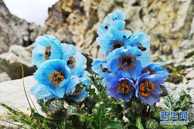 来云南迪庆看“神奇植物”(组图)