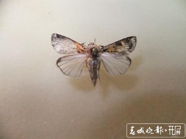 草地贪夜蛾入侵18省区市