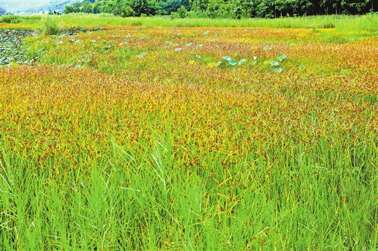 2020032303_res15_attpic_brief 2020032303_res15_attpic_brief